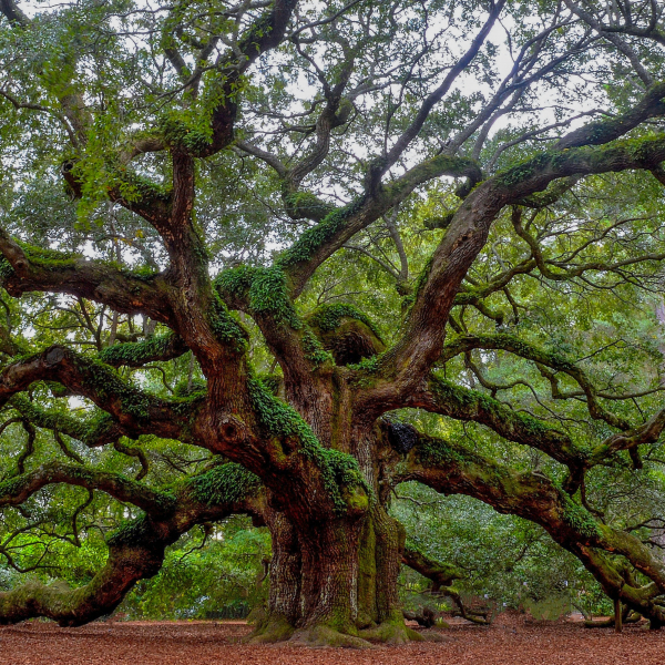 Angel Oak Tree on Johns Island, SC