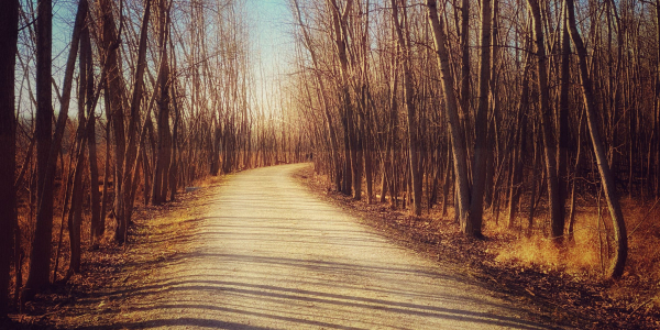 Image of a winding dirt road with bare trees lining both sides of the road, bright blue sky background