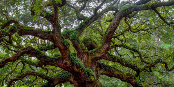 Angel Oak Tree on Johns Island, SC