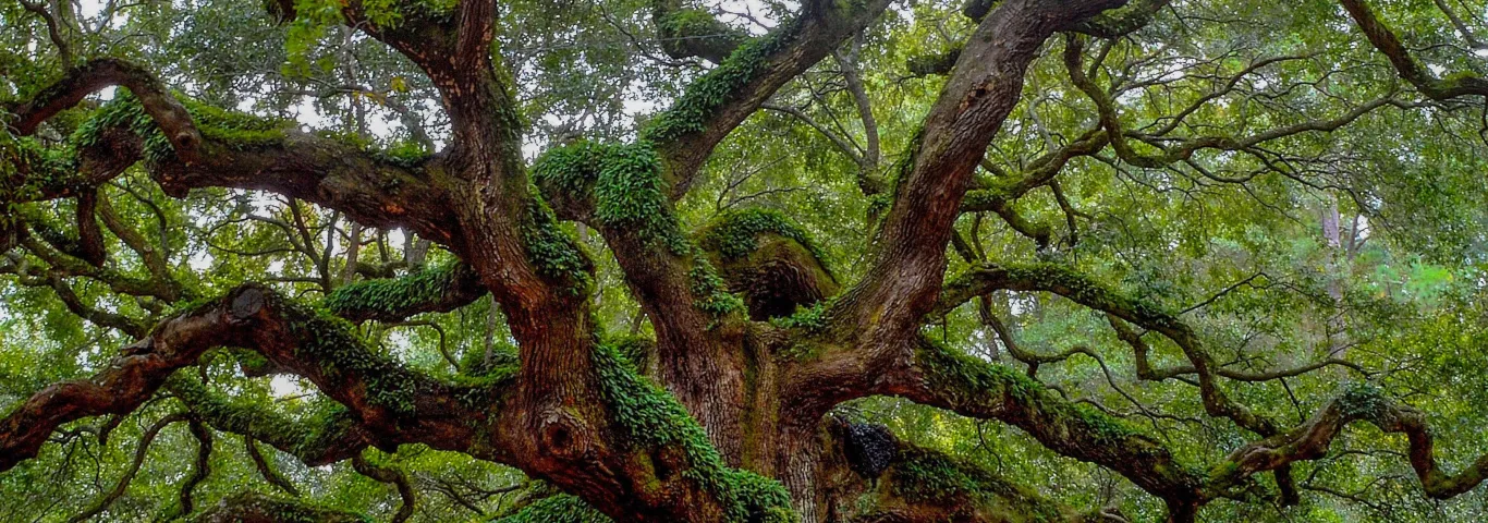 Angel Oak Tree on Johns Island, SC